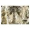Scultura a forma di leone in terracotta, Belgio, Immagine 4