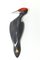 Czech Porcelain Woodpecker from Royal Dux, 1960s, Image 1