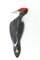 Tschechischer Porzellan Woodpecker von Royal Dux, 1960er 1