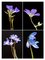 Lobelia Iv - Botanical Color Photography Prints 2019 1