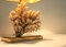 Brass Coral Table Lamp, 1970s, Image 6