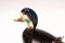 Large Aventurine Glass Sculpture of a Duck by V. Nason, Murano 4