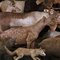 Eduardo Sourrouille, Fotografía de animales españoles, Imagen 7