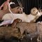 Eduardo Sourrouille, Fotografía de animales españoles, Imagen 5