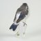 Figurine Oiseau Antique en Porcelaine de Meissen 3