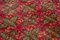 Oriental Red Hand Knotted Wool Vintage Rug 5