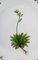 Royal Flora Flora Danica Salatteller aus handbemaltem Porzellan 2