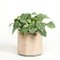 Small Tara Birch Plant Pot from Moya, Image 6