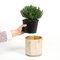 Small Tara Birch Plant Pot from Moya, Image 2