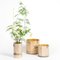 Small Tara Birch Plant Pot from Moya 8