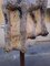 Scultura grande in legno di arenaria con struttura lupo in mogano policromo, anni '50, sede di San Venezia, Immagine 13