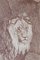 Lithographies Figurant A Lion & A Lioness, 19ème Siècle, Set de 2 6