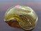 Italian Murano Glass Shell by Archimede Seguso for Murano, 1960s 8