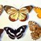 Bridget Orlando, Schmetterlinge, Öl auf Leinwand 5