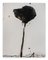 Baribeau, Stem In Black # 4, 2018, carbón vegetal y aceite sobre papel, Imagen 1