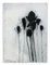 Baribeau, Multiple Stems In Black, 2019, Charcoal and Oil on Paper 1