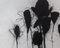Baribeau, Multiple Stems In Black, 2019, Charcoal and Oil on Paper 3
