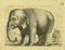 Incisione raffigurante Antonio Tempesta, elefante, inizio XIX secolo, Immagine 1