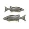 Mid-Century Modern Acrylic Glass Fish by Abraham Palatnik, Set of 2, Image 1