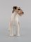 Wire Hair Fox Terrier Porcelain Figurine from Royal Copenhagen, 1920s 2