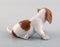Pointer Puppy Porcelain Figurine from Royal Copenhagen, 1920s 3