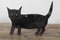 Black Cat Bird Scarers, Set of 2, Image 5