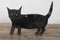 Scarificateurs pour Chat Noir, Set de 2 5