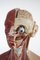 Anatomischer Herren Torso aus Somso Plast 2