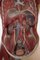 Anatomical Male Torso in Somso Plast 7