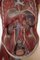 Anatomischer Herren Torso aus Somso Plast 7