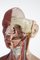 Balise Anatomique Mâle en Somso Plast 6