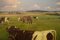 Knud Edsberg, Feld Landschaft mit Kühe, Öl auf Leinwand 4