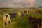 Knud Edsberg, Feld Landschaft mit Kühe, Öl auf Leinwand 3