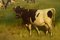 Knud Edsberg, Feld Landschaft mit Kühe, Öl auf Leinwand 5