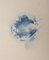 Andrea Fogli - Hemlock Leaves - Pastel On Paper - 2018 1