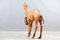 Camello Mid-Century de cuero, años 60, Imagen 14