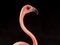 Flamingo by Goebel, 1950s, Image 4