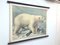 Schulposter eines Eisbären, Lithographie, Frühes 20. Jahrhundert 5
