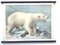Schulposter eines Eisbären, Lithographie, Frühes 20. Jahrhundert 1