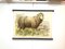 School Poster of a Sheep, Lithograph, Early 20th Century 4