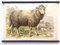 School Poster of a Sheep, Lithograph, Early 20th Century 1