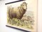 School Poster of a Sheep, Lithograph, Early 20th Century 5