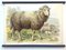 School Poster of a Sheep, Lithograph, Early 20th Century 3