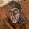 Wooden Bust, Image 11
