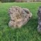 Sleeping Stone Lions, 1950s, Set of 2 3