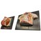 Anatomical Models, 1950s, Set of 2 1