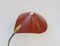 Cobra Desk Lamps from Cosack, 1950s, Set of 2 21