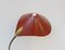 Cobra Desk Lamps from Cosack, 1950s, Set of 2, Image 21