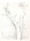 Andrew Roland Brudieux - Arbre Saint Moreil - Dessin au Crayon - 1960s 1