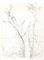 Andrew Roland Brudieux - Saint Moreil Tree - Pencil Drawing - 1960s 1